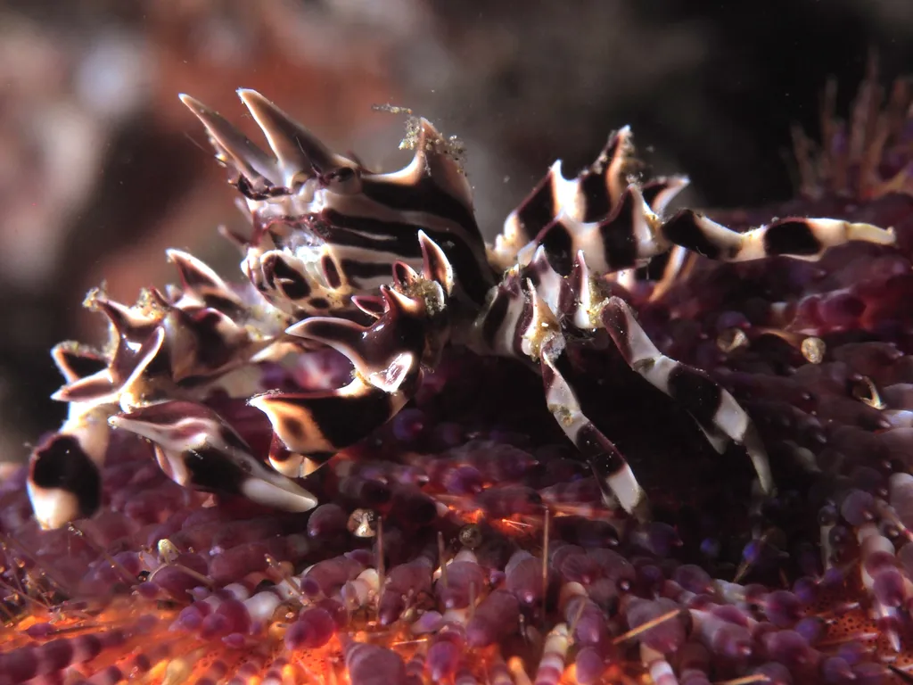 Zebra Crab - Diving & Observation Notes