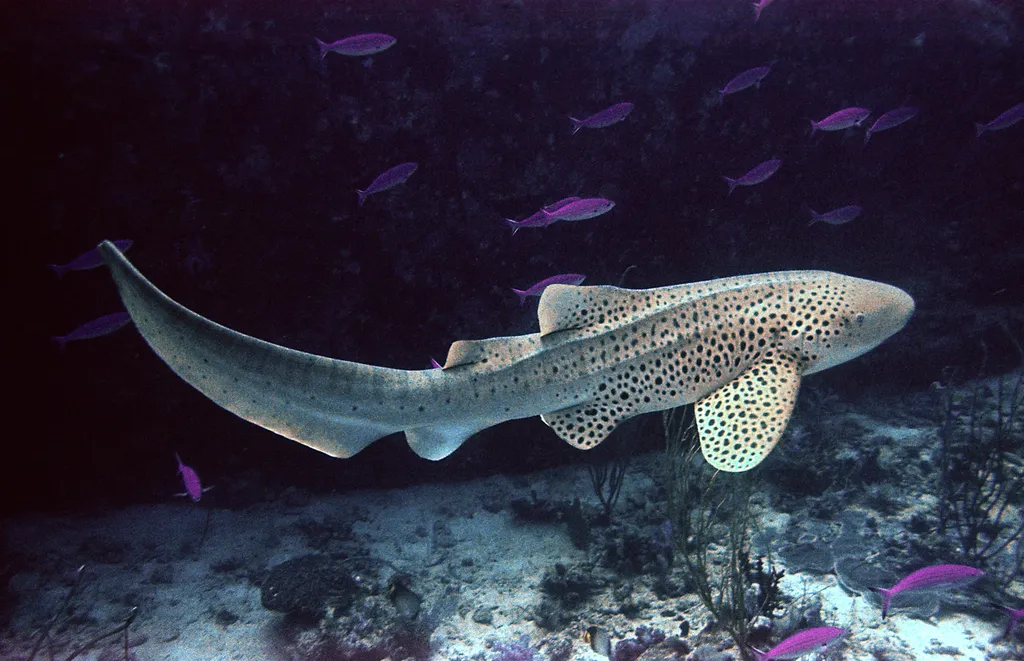 豹纹鲨 (斑马鲨)